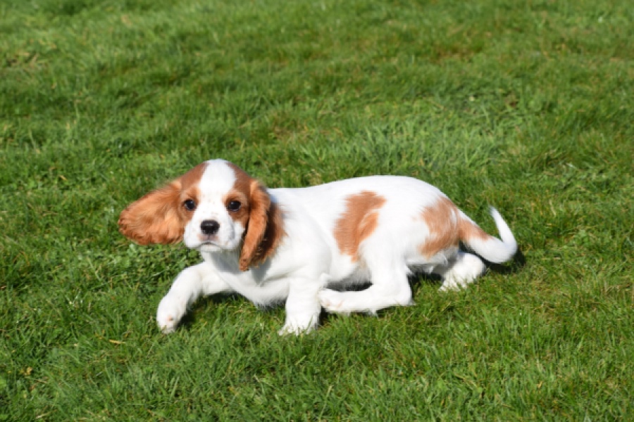 Cavalier King Charles Spaniel (reu) 65317