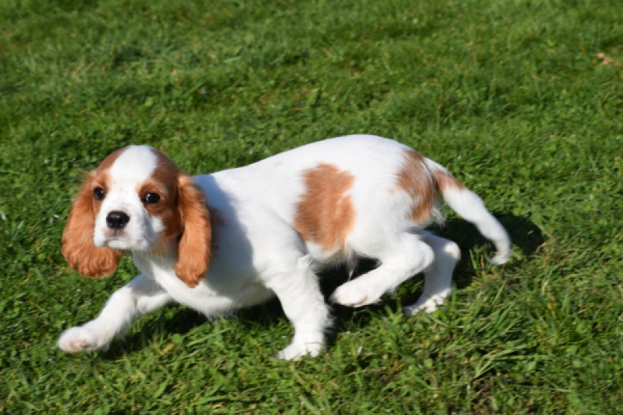 Cavalier King Charles Spaniel (reu) 65317