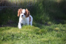 Cavalier King Charles Spaniel (reu) 65317