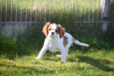 Cavalier King Charles Spaniel (reu) 65317