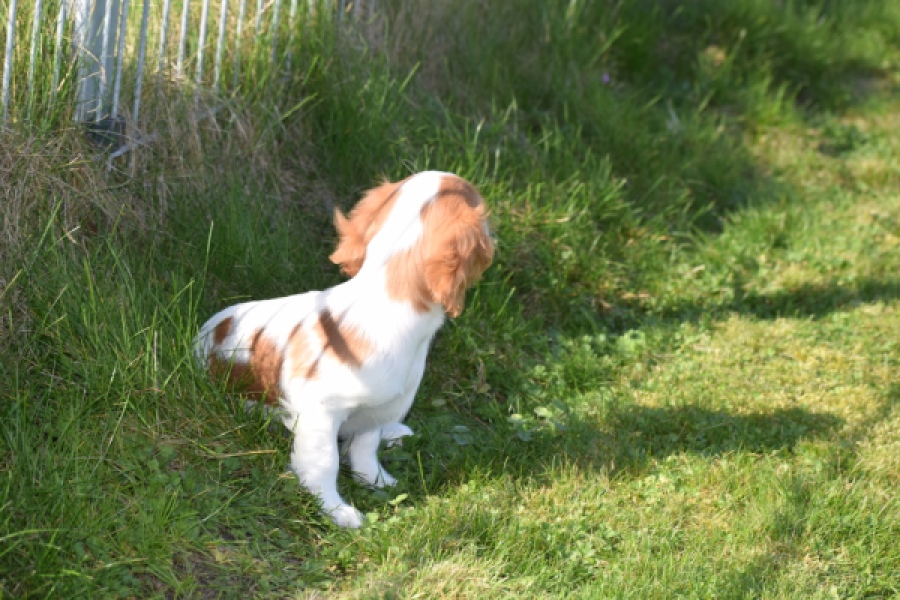 Cavalier King Charles Spaniel (reu) 65317