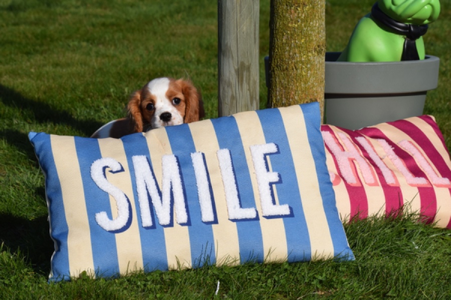 Cavalier King Charles Spaniel (teef) 65297