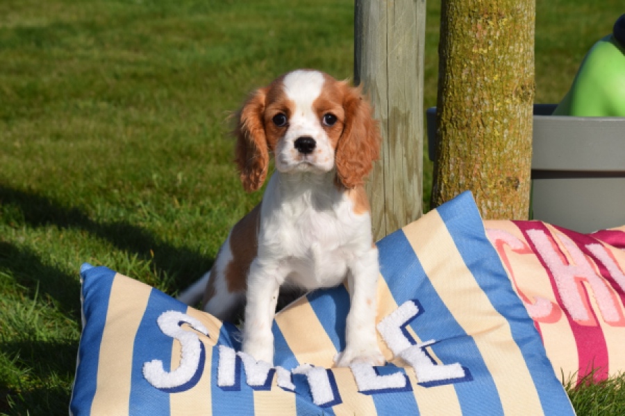 Cavalier King Charles Spaniel (teef) 65297
