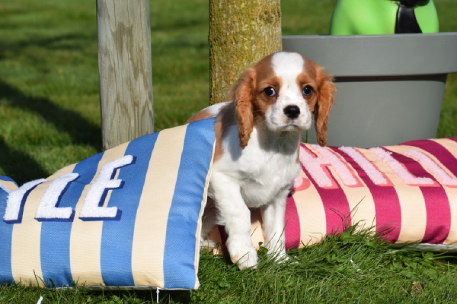 Cavalier King Charles Spaniel (teef) 65297