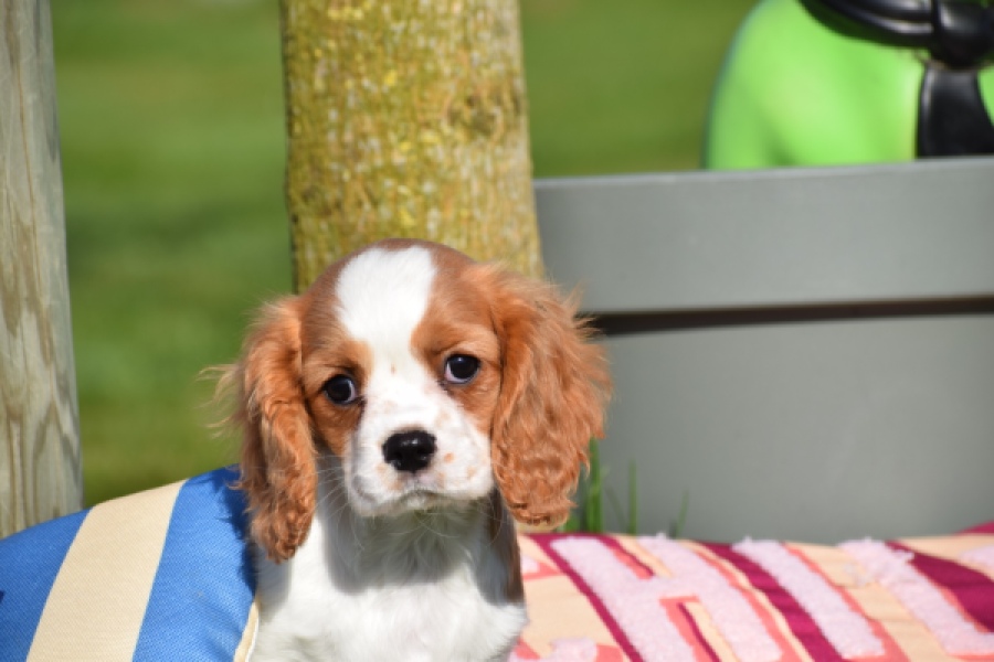 Cavalier King Charles Spaniel (teef) 65297