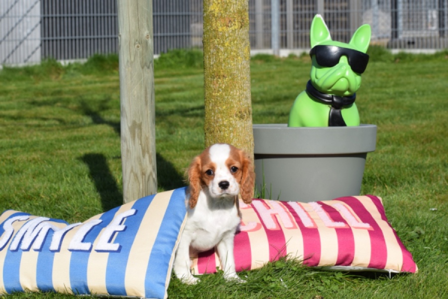 Cavalier King Charles Spaniel (teef) 65297