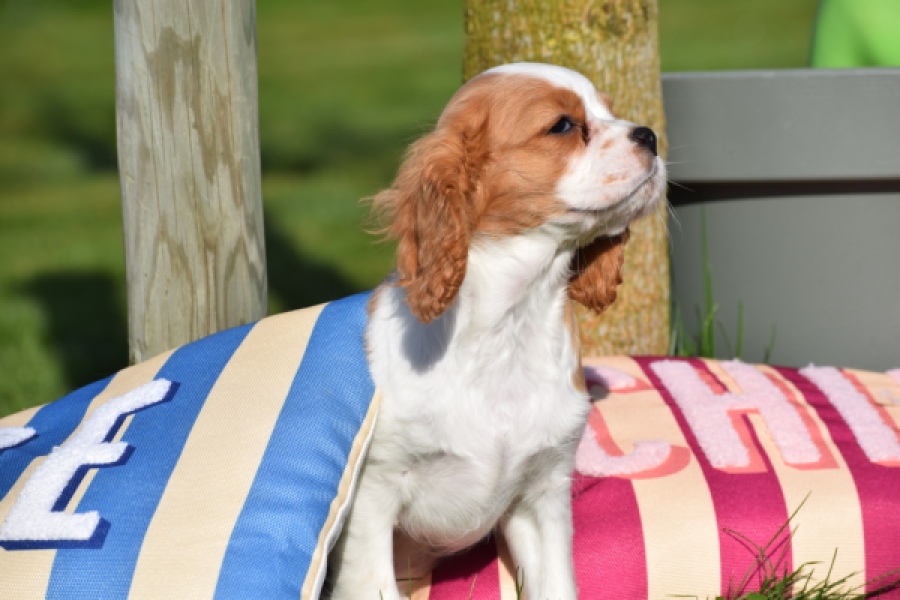 Cavalier King Charles Spaniel (teef) 65297