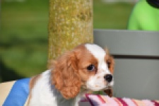 Cavalier King Charles Spaniel (teef) 65297