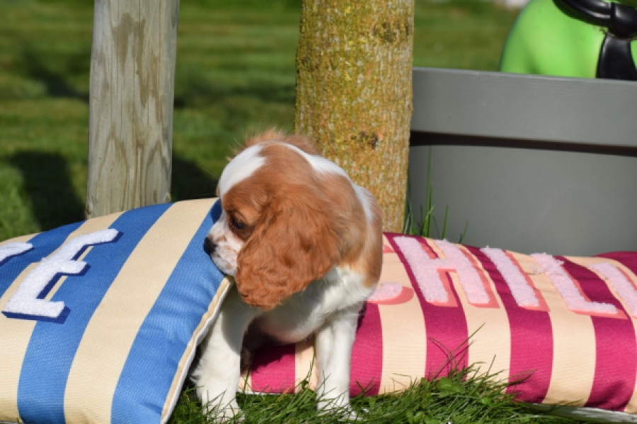 Cavalier King Charles Spaniel (teef) 65297