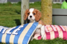 Cavalier King Charles Spaniel (teef) 65297