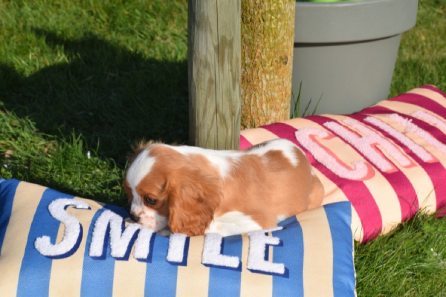 Cavalier King Charles Spaniel (teef) 65297