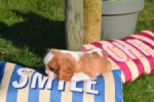 Cavalier King Charles Spaniel (teef) 65297