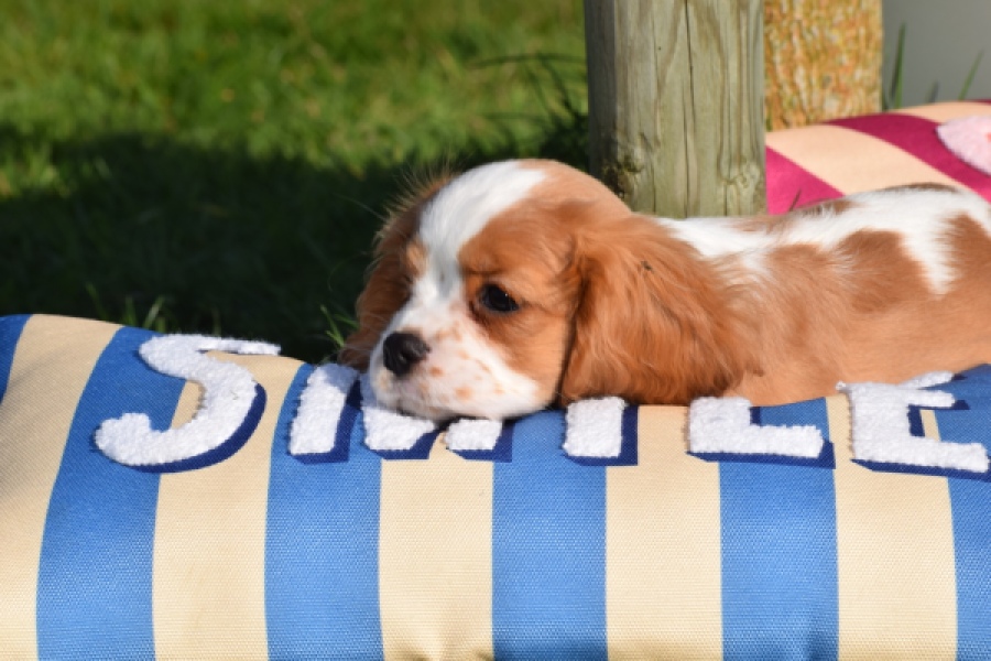 Cavalier King Charles Spaniel (teef) 65297