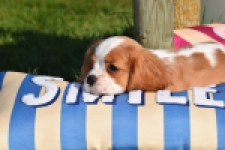 Cavalier King Charles Spaniel (teef) 65297