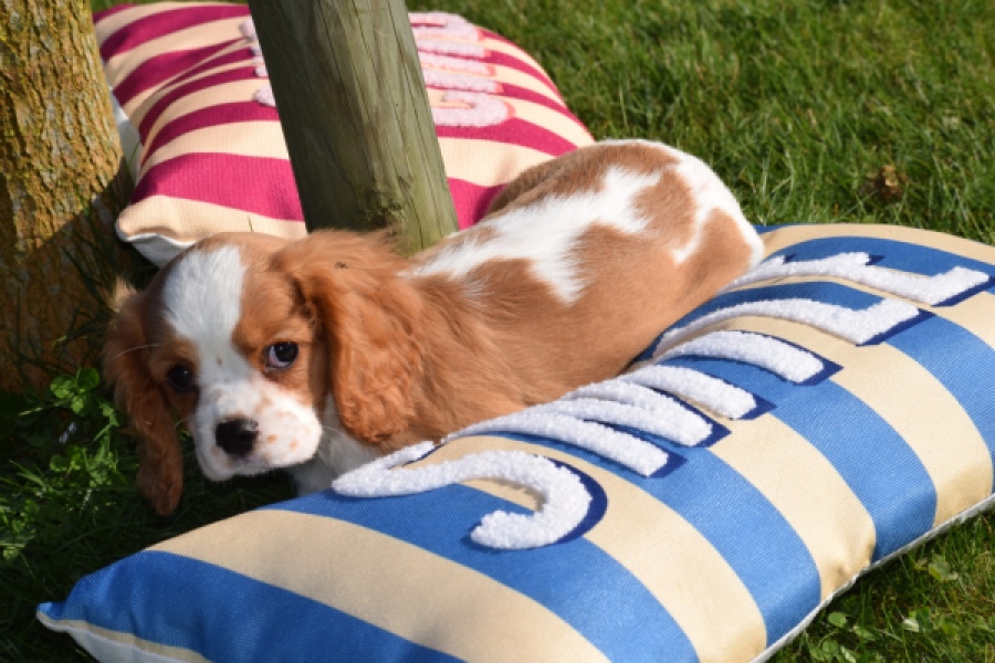 Cavalier King Charles Spaniel (teef) 65297