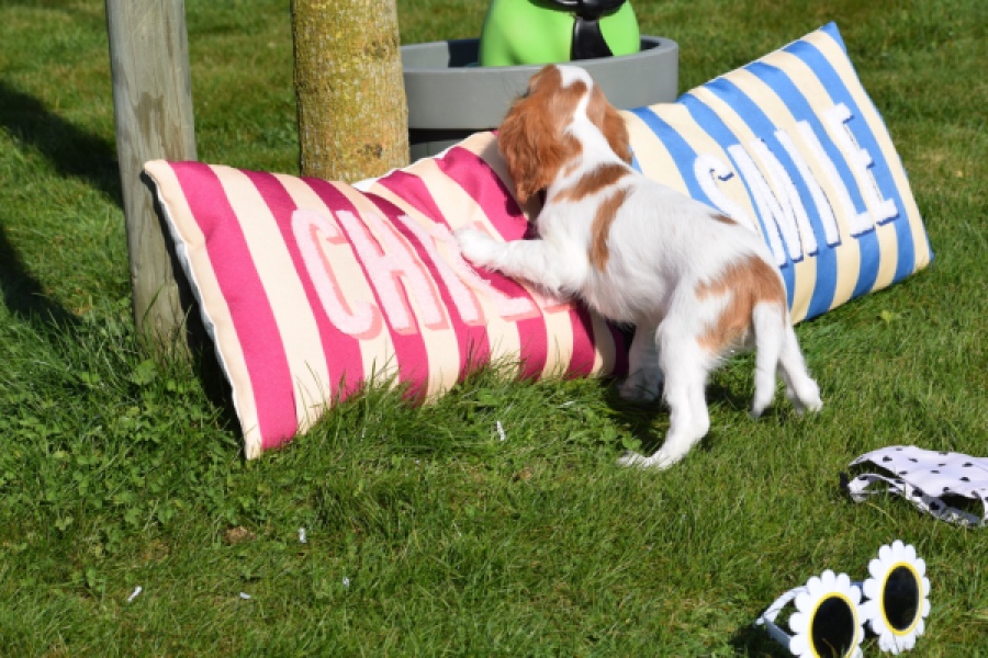 Cavalier King Charles Spaniel (reu) 65330