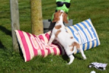 Cavalier King Charles Spaniel (reu) 65330