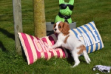 Cavalier King Charles Spaniel (reu) 65330