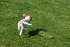 Cavalier King Charles Spaniel (reu) 65330