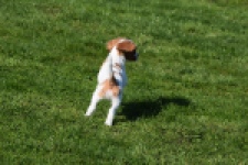 Cavalier King Charles Spaniel (reu) 65330