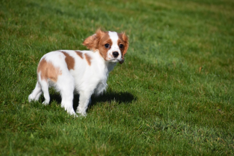 Cavalier King Charles Spaniel (reu) 65330
