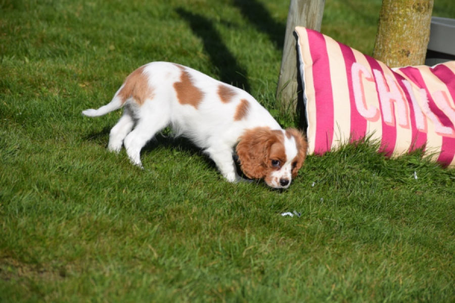 Cavalier King Charles Spaniel (reu) 65330