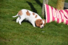 Cavalier King Charles Spaniel (reu) 65330