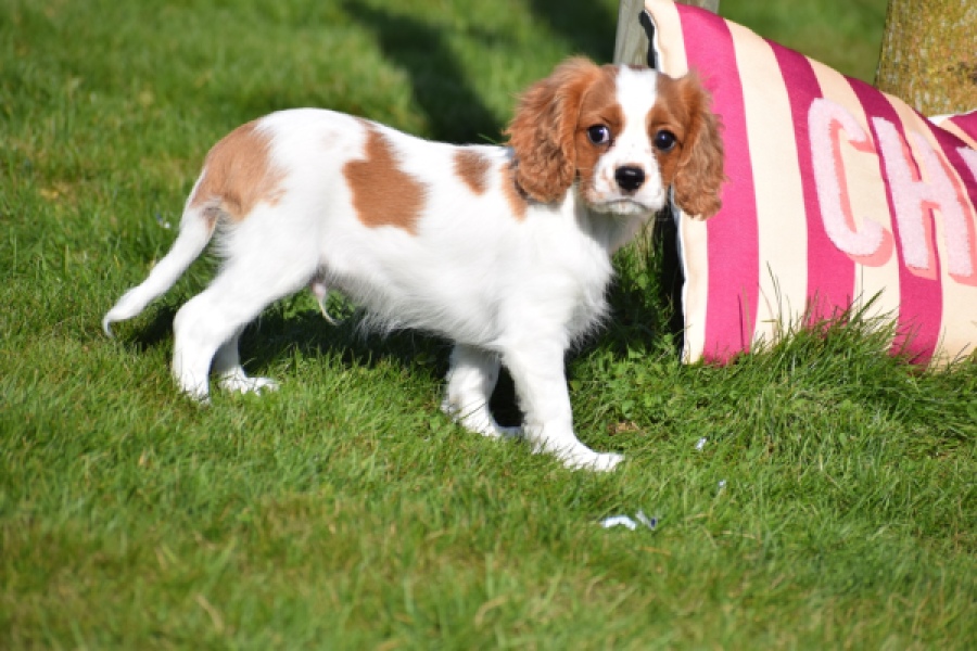 Cavalier King Charles Spaniel (reu) 65330