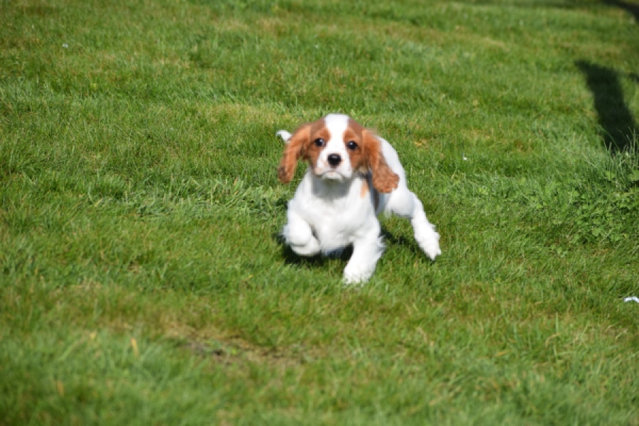 Cavalier King Charles Spaniel (reu) 65330