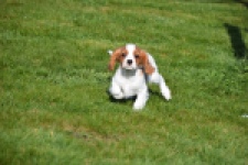 Cavalier King Charles Spaniel (reu) 65330