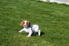 Cavalier King Charles Spaniel (reu) 65330