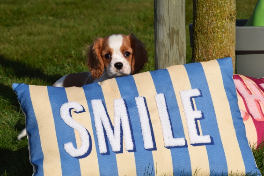 Cavalier King Charles Spaniel (reu) 65330
