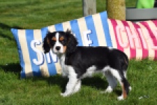 Cavalier King Charles Spaniel (reu) 65238