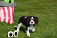 Cavalier King Charles Spaniel (reu) 65238