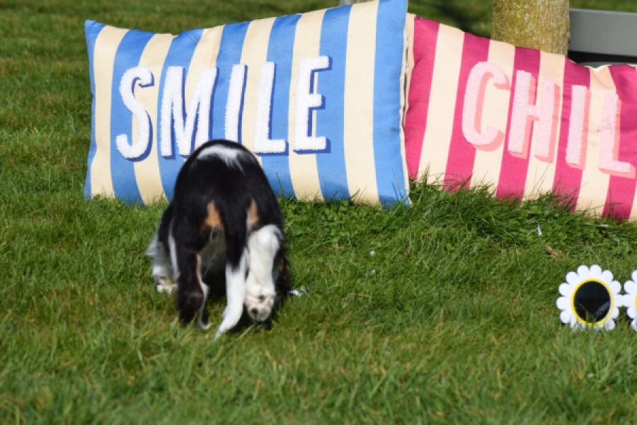 Cavalier King Charles Spaniel (reu) 65238