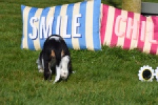 Cavalier King Charles Spaniel (reu) 65238