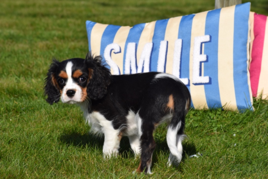 Cavalier King Charles Spaniel (reu) 65238