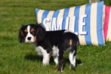 Cavalier King Charles Spaniel (reu) 65238