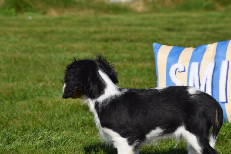 Cavalier King Charles Spaniel (reu) 65238