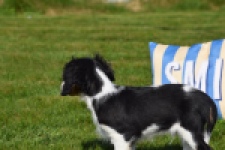 Cavalier King Charles Spaniel (reu) 65238