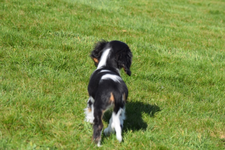 Cavalier King Charles Spaniel (reu) 65238