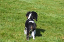 Cavalier King Charles Spaniel (reu) 65238