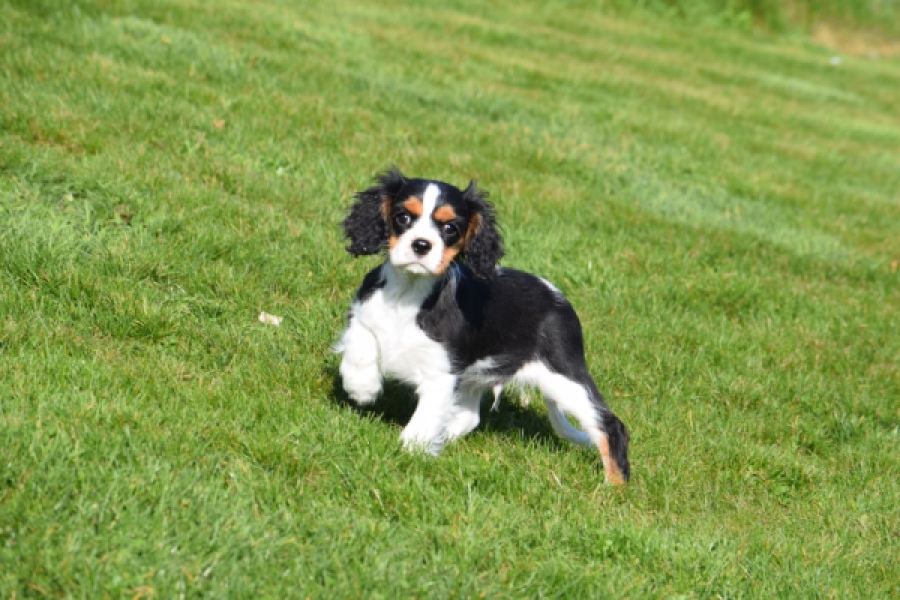 Cavalier King Charles Spaniel (reu) 65238
