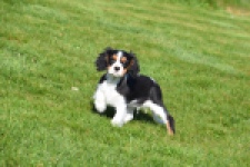Cavalier King Charles Spaniel (reu) 65238