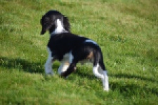 Cavalier King Charles Spaniel (reu) 65238