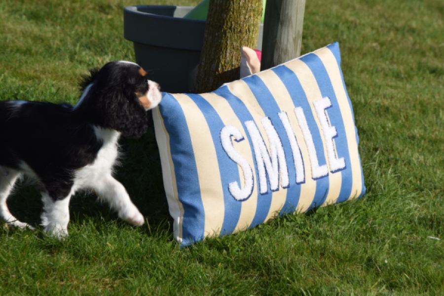 Cavalier King Charles Spaniel (reu) 65238