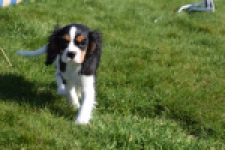 Cavalier King Charles Spaniel (reu) 65238