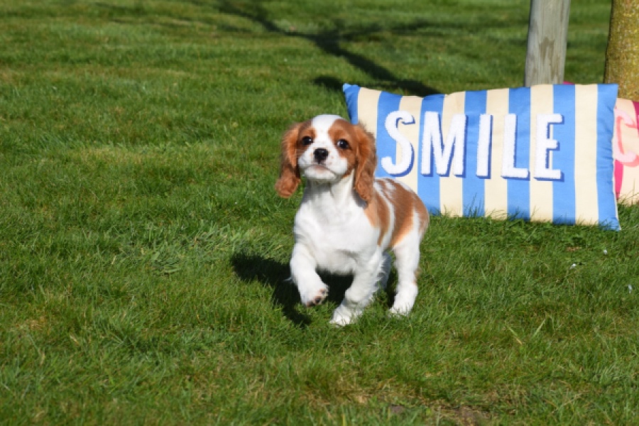 Cavalier King Charles Spaniel (reu) 65306