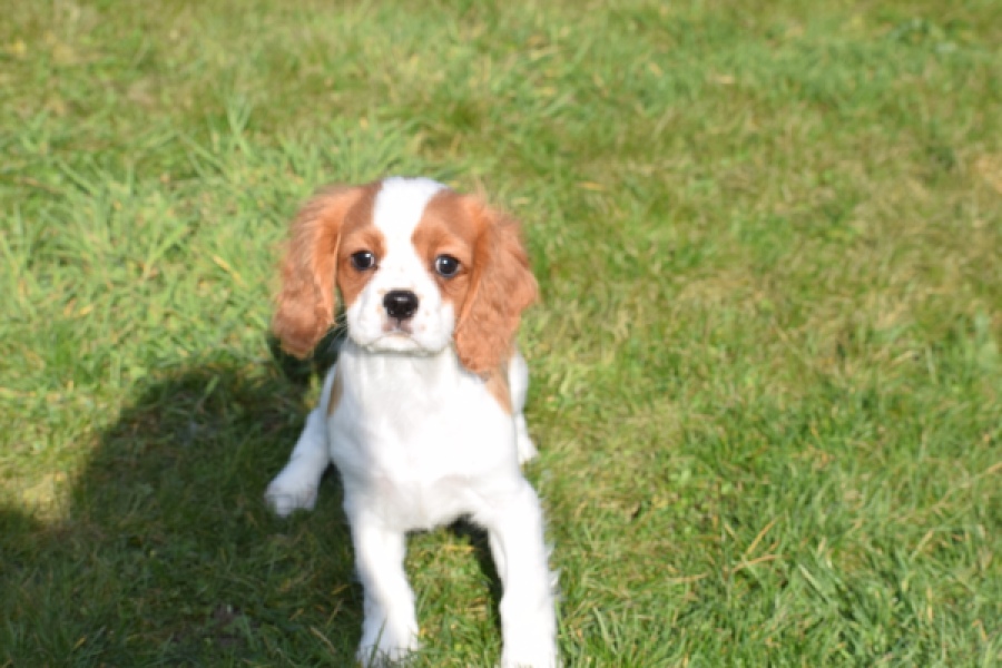 Cavalier King Charles Spaniel (reu) 65306
