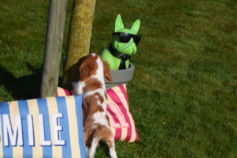 Cavalier King Charles Spaniel (reu) 65306